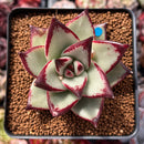 Echeveria Agavoides 'Ebony' Hybrid 2"-3" Succulent Plant