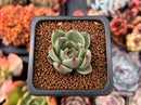 Echeveria 'Toscanelli' 1" Small Succulent Plant