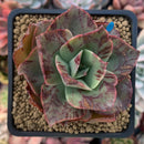 Echeveria 'Bennet' Variegated 2"-3" Succulent Plant