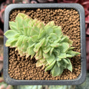 Echeveria 'Five Star' Crested 1" Succulent Plant