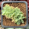 Echeveria 'Five Star' Crested 1" Succulent Plant