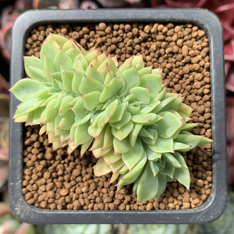 5 star succulents Echeveria 'Five Star' Crested 1" Succulent Plant – True Succulents Plant Co