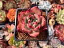 Echeveria Agavoides 'Amestro' 1" Succulent Plant