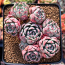 Echeveria 'Nanahukumini' 3" Cluster Succulent Plant
