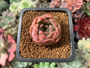 Echeveria sp. 1” Succulent Plant