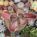 Echeveria 'Fimbriata' Variegated AKA 'Fasciculata' 5" Succulent Plant