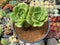 Aeonium 'Lily Pad' 3"-4" Cluster Succulent Plant
