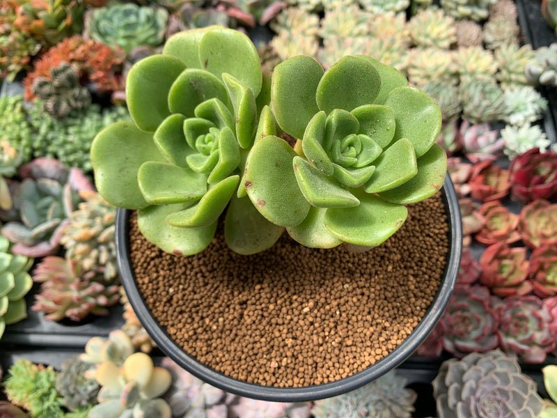 lily pad succulent Aeonium 'Lily Pad' 3"-4" Cluster Succulent Plant – True Succulents Plant Co