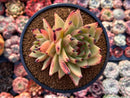 Echeveria Agavoides 'Maria' Super Clone 4" Succulent Plant