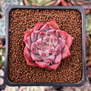 Echeveria 'Fresco' 2" New Hybrid Succulent Plant