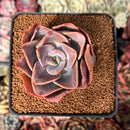 Echeveria 'Purple Tint' 2" Succulent Plant