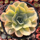 Echeveria 'Japan Moon River' Variegated 4" Succulent Plant