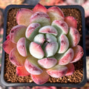 Echeveria 'Pineking' 2" Succulent Plant