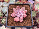 Echeveria 'Devolution' 1" New Hybrid Succulent Plant