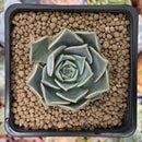 Echeveria 'Sunset' 1" Succulent Plant