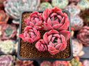Echeveria 'Hermione' 3" Cluster Succulent Plant