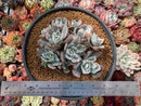Echeveria 'Berkeley Light' Variegated 7" Large Cluster Succulent Plant