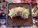 Echeveria 'Pansy' Crested 1" Succulent Plant