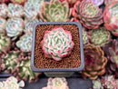 Echeveria 'Pink Crystal' 1" Succulent Plant