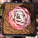 Echeveria Hybrid sp. 1"-2" Succulent Plant