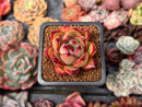 Echeveria Agavoides 'Chairman' 2" Succulent Plant
