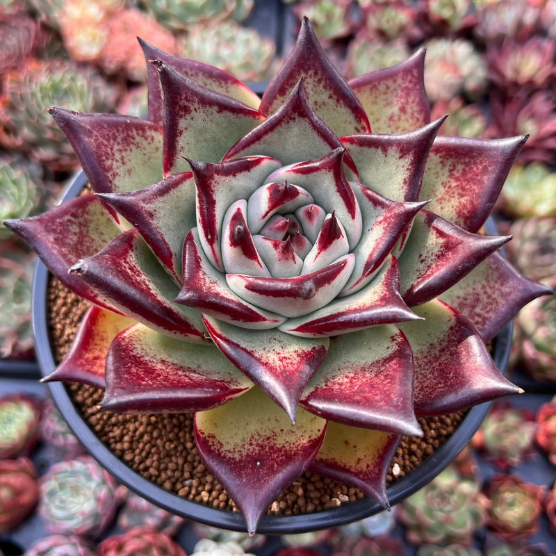 Echeveria Agavoides 'Mexican Maria' 5