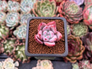 Echeveria 'Colorata' 1" Succulent Plant
