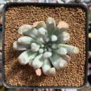 Echeveria 'Spider' (Runyonii Cultivar) 2" New Succulent Plant