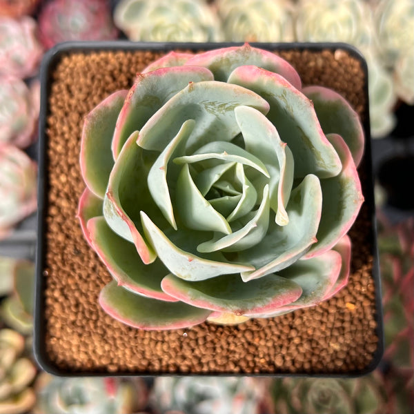 Echeveria 'Ace Pink' Variegated 3" Succulent Plant