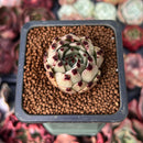 Echeveria Agavoides 'Sarabony' 1" Succulent Plant