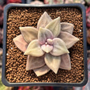 Echeveria 'Xichuensis' 2" Succulent Plant