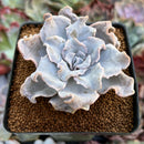 Echeveria 'Crispate Beauty' 2" Powdery Succulent Plant
