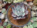 Echeveria 'Black Sabbath' 3"-4" Succulent Plant