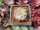 Echeveria 'Margaret' Variegated 1" Succulent Plant