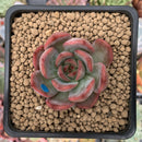 Echeveria Agavoides 'Glam Pink' 2" Succulent Plant