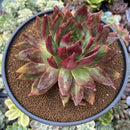 Echeveria Agavoides 'Helia' 5" Large Succulent Plant