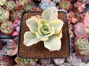 Echeveria 'Japan Moon River' Variegated 2" Succulent Plant