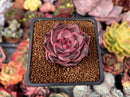 Echeveria Agavoides 'Red Ebony' 2" Succulent Plant