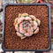 Echeveria 'Rose Mamonde' 1" Succulent Plant
