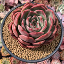 Echeveria Agavoides 'Glam Pink' 5" Succulent Plant