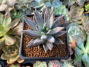 Echeveria 'Unguiculata' 2" Succulent Plant