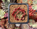 Echeveria Agavoides 'Chapote' 1"-2" Succulent Plant
