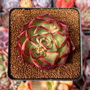 Echeveria 'Marshmallow' 3" Succulent Plant
