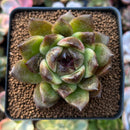 Echeveria Agavoides 'Oscar' 2" New Hybrid Succulent Plant