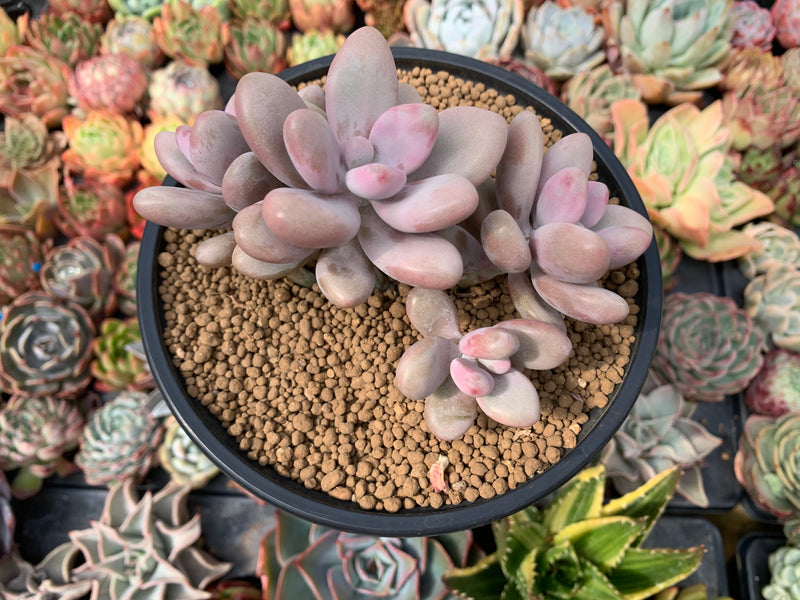 amethystinum succulents Graptopetalum 'Amethystinum' 4” Cluster Succulent Plant – True Succulents Plant Co