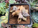 Echeveria 'Xichuensis' 2" Succulent Plant