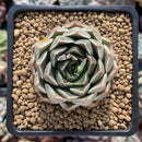 Echeveria 'Mandella' 2" New Hybrid Succulent Plant
