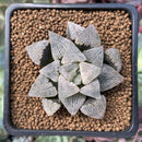 Haworthia Pygmaea 'Snow Ball' 2"-3" Succulent Plant