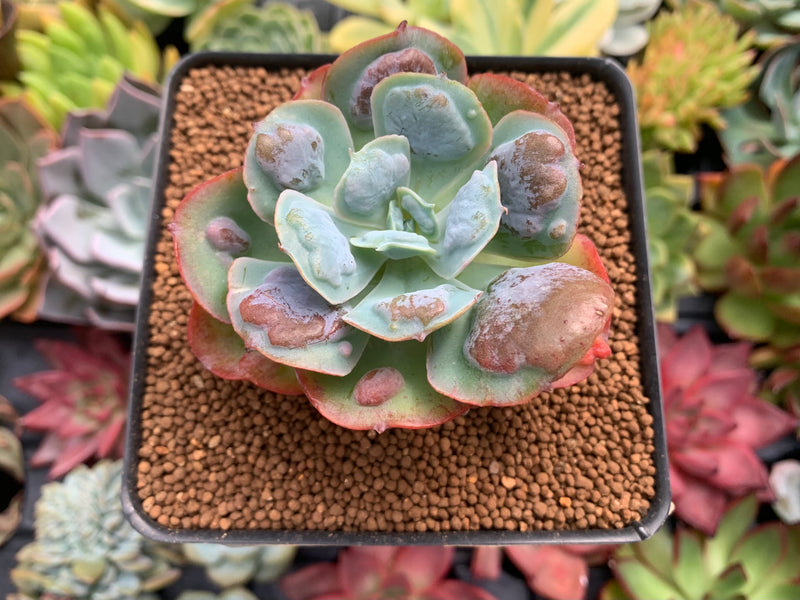 Echeveria 'Hearts Delight' 3" Succulent Plant True Succulents Plant Co.
