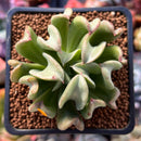 Echeveria 'Black Hawk' 2" Succulent Plant